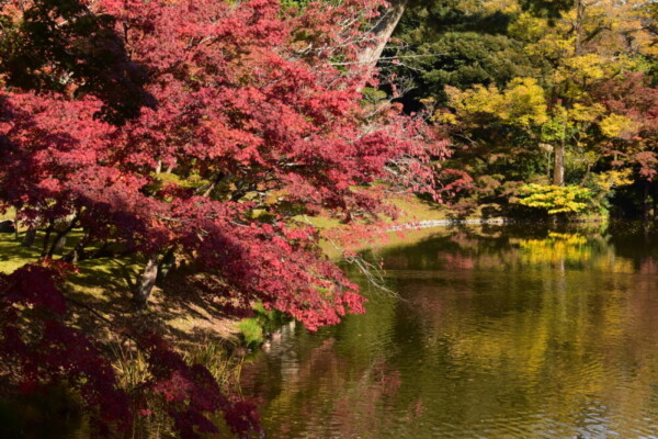 京都仙洞御所・北池の紅葉　見頃　2020年11月12日　撮影：MKタクシー