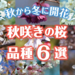 秋から冬にかけて開花する珍しい秋咲きの桜（サクラ）の品種６選