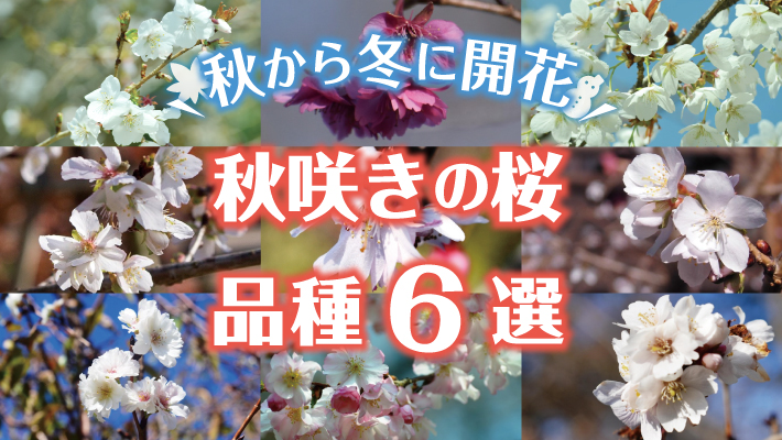 秋から冬にかけて開花する珍しい秋咲きの桜 サクラ の品種６選 Mkメディア