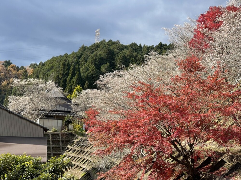 小原の四季桜と紅葉 見頃 2021年11月23日 撮影:MKタクシー