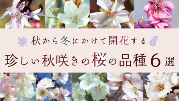 秋から冬にかけて開花する珍しい秋咲きの桜（サクラ）の品種６選