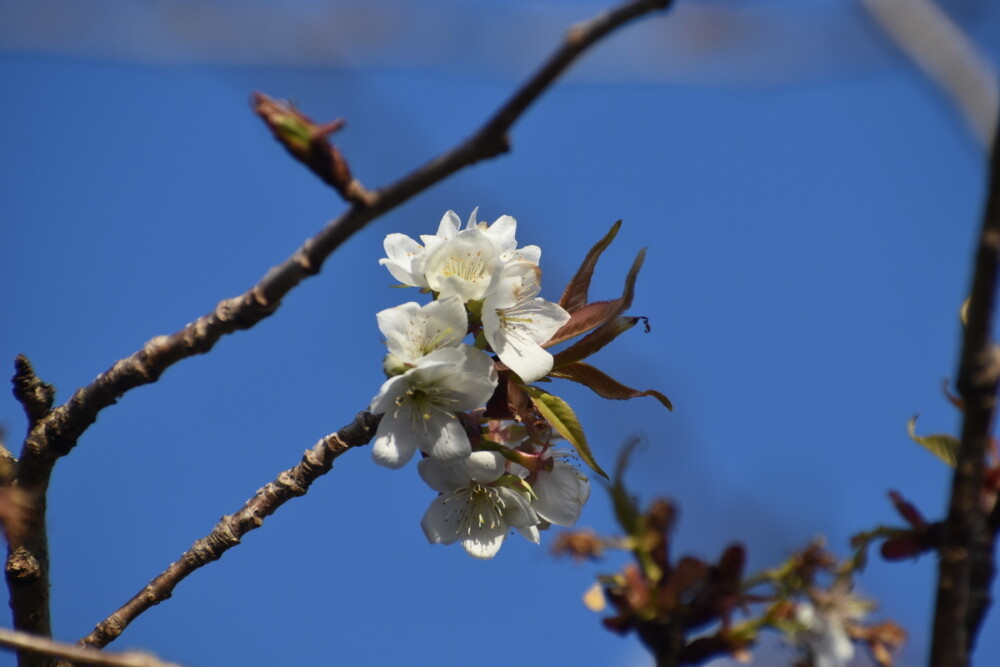 不断桜（京都府立植物園）　2019年2月2日　撮影：MKタクシー
