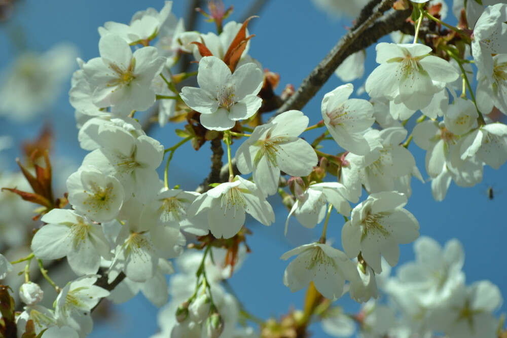 不断桜（京都府立植物園）　2018年3月24日　撮影：MKタクシー