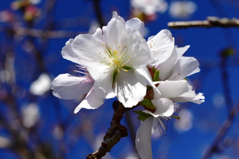 秋から冬にかけて開花する珍しい秋咲きの桜 サクラ の品種６選 Mkメディア