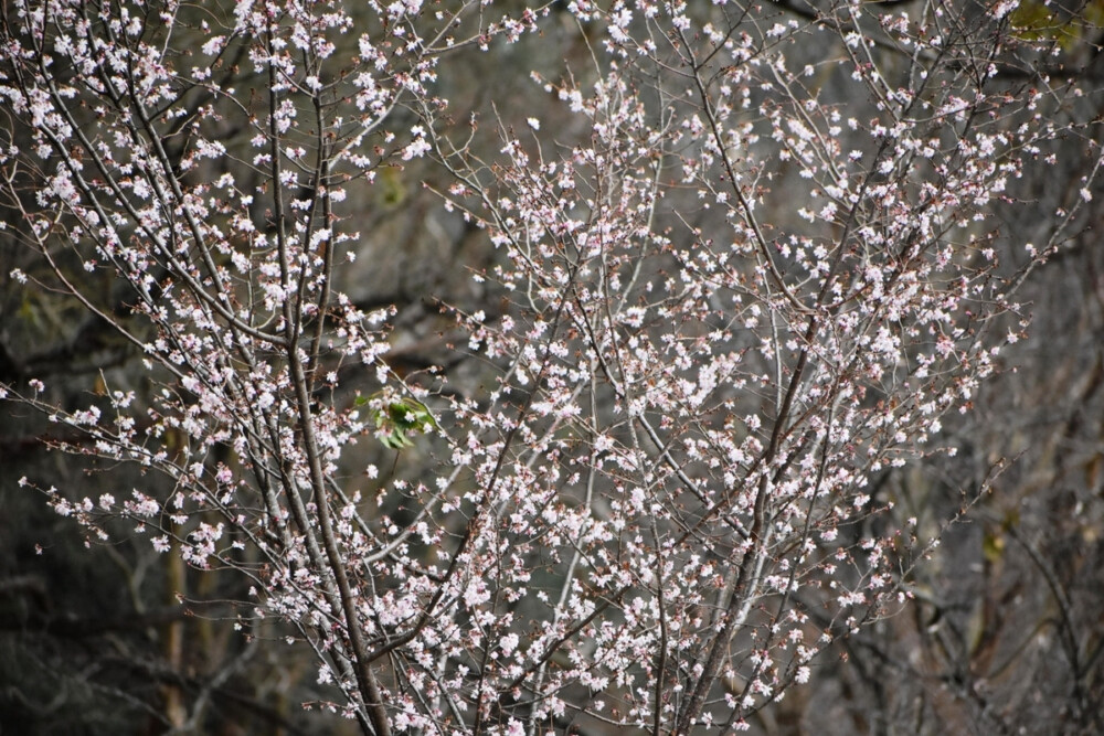 十月桜（京都御苑）　2020年2月15日　撮影：MKタクシー