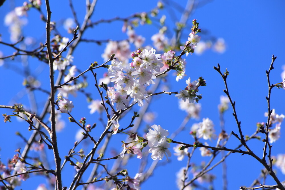 十月桜（京都府立植物園）　2019年11月13日　撮影：MKタクシー