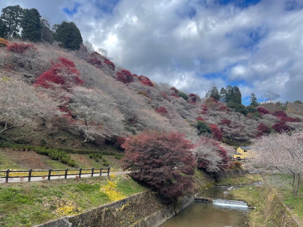 小原の四季桜と紅葉　見頃　2021年11月23日　撮影：MKタクシー