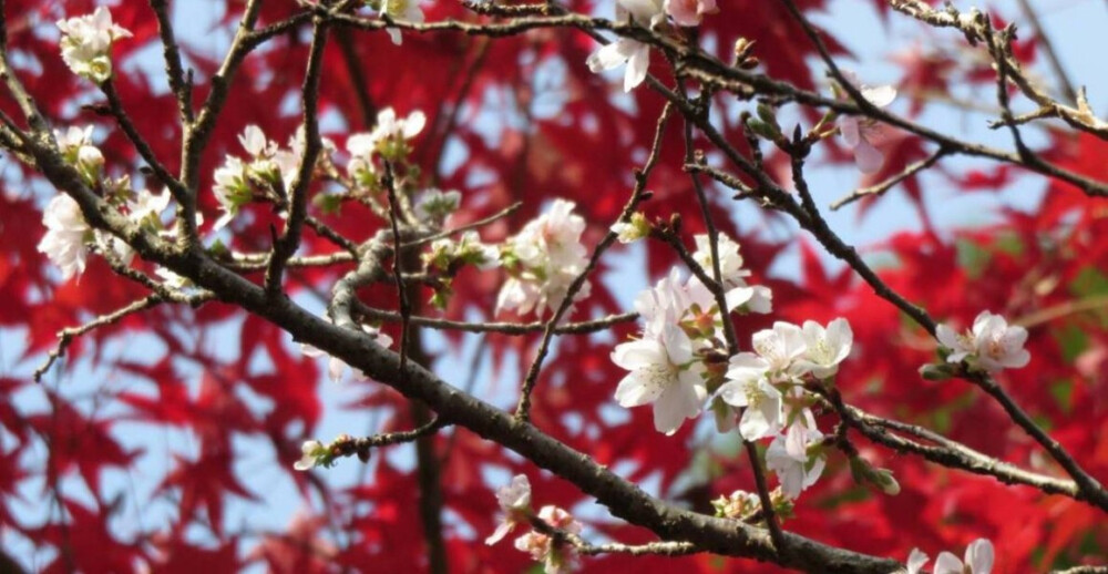 四季桜と紅葉（赤山禅院）　2019年11月21日　撮影：MKタクシー