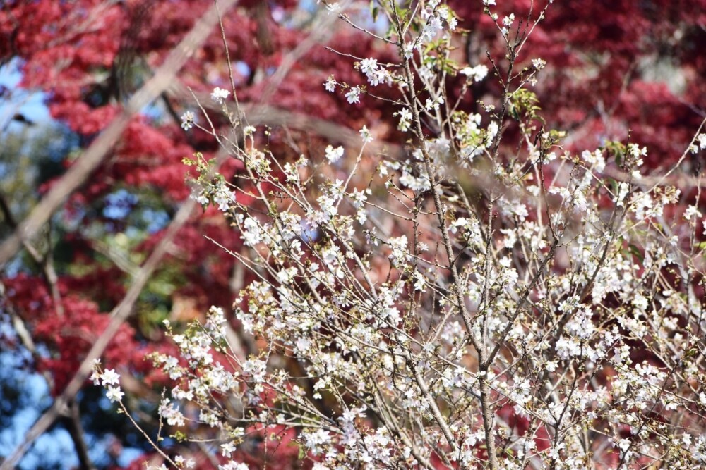 四季桜（京都府立植物園）　2019年11月19日　撮影：MKタクシー
