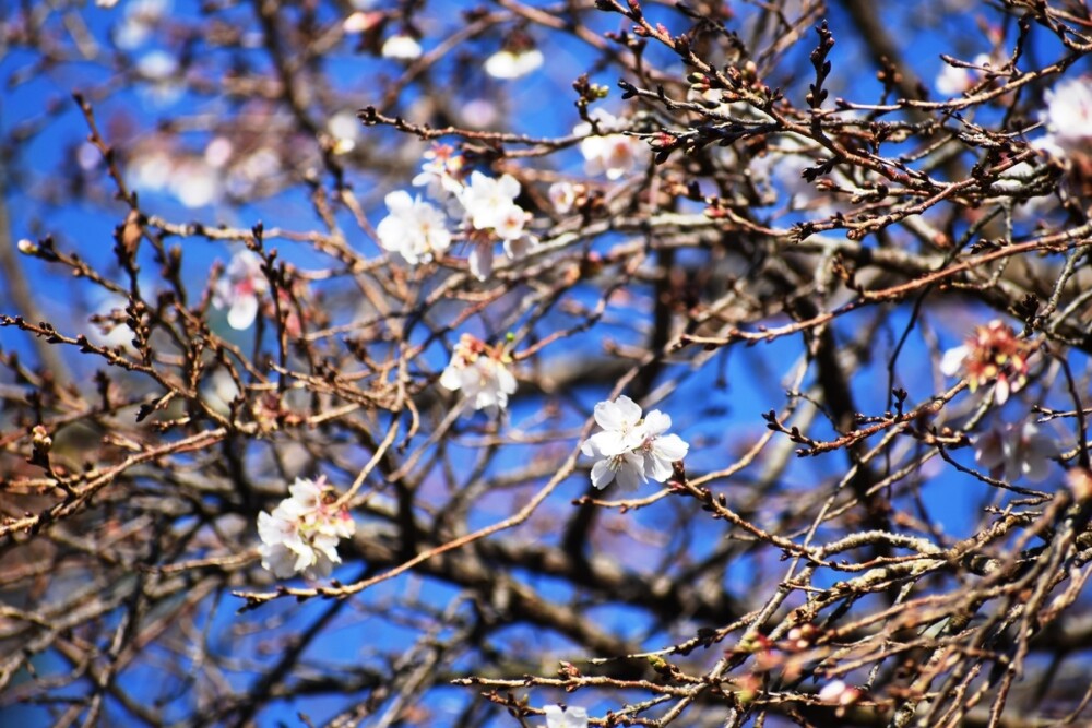 四季桜（宇治市植物公園）　2018年11月24日　撮影：MKタクシー
