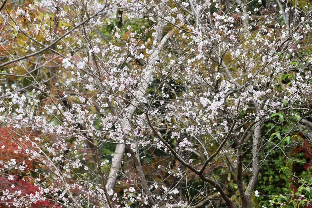 四季桜（京都府立植物園）　2018年11月14日　撮影：MKタクシー