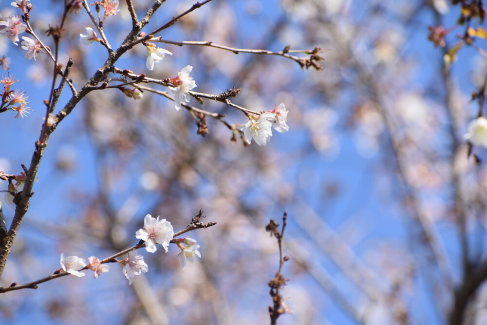 四季桜（京都府立植物園）　2019年12月16日　撮影：MKタクシー