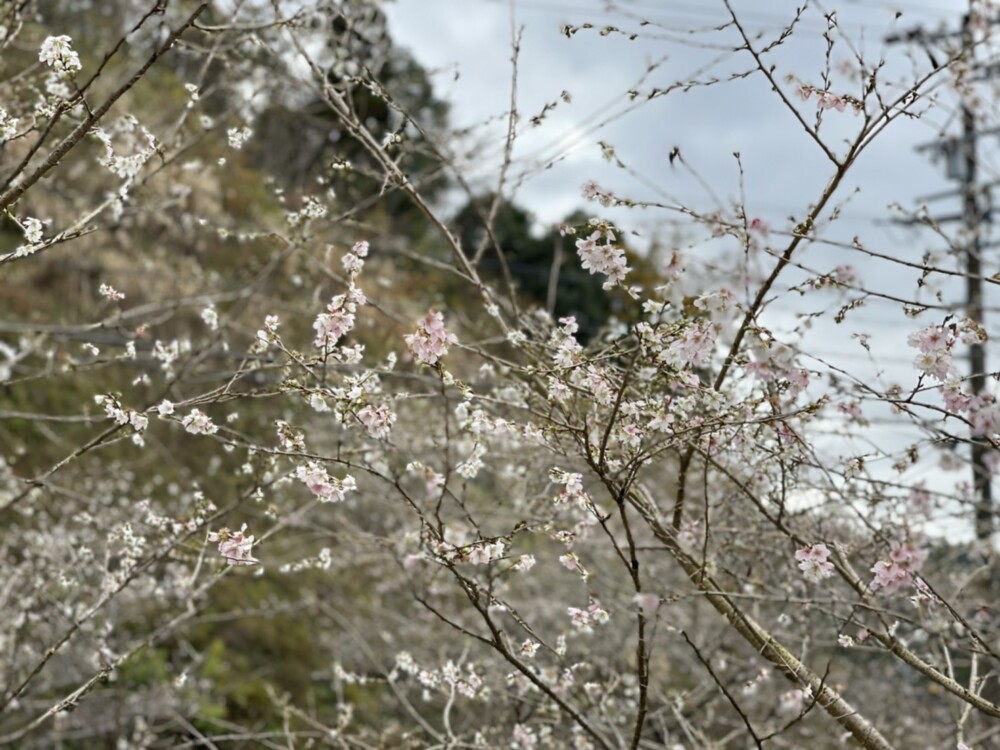 小原の四季桜と紅葉　見頃　2021年11月23日　撮影：MKタクシー