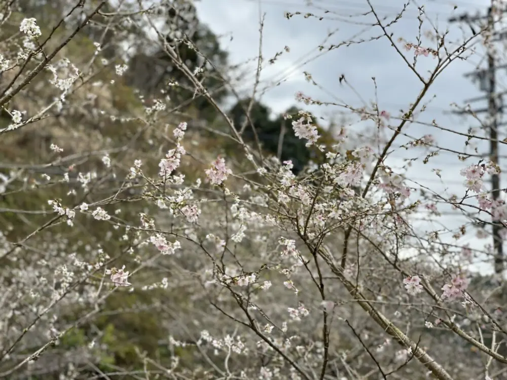 秋から冬にかけて開花する珍しい秋咲きの桜 サクラ の品種６選 Mkメディア