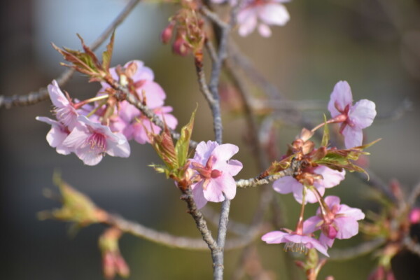 京都府立植物園　咲きはじめ　2019年3月2日（平年3月7日相当）　撮影：MKタクシー