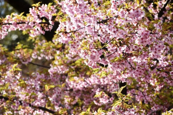 京都府立植物園　見頃　2019年3月24日（平年3月27日相当）　撮影：MKタクシー