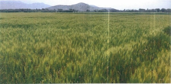 マルワリード用水路流域、一面の小麦畑（2020年4月12日）