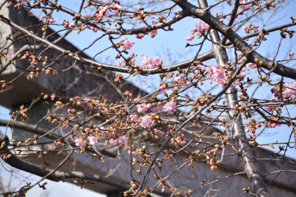 車折神社　咲きはじめ　2021年2月11日　撮影：MKタクシー