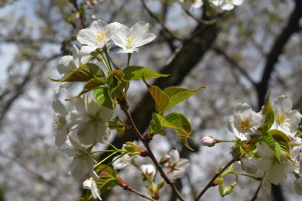 オオシマザクラ（梅小路公園）　五分咲き　2019年3月31日（平年4月1日相当）　撮影：MKタクシー