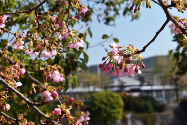 三条大橋西詰の河津桜　咲きはじめ　2021年2月20日　撮影：MKタクシー