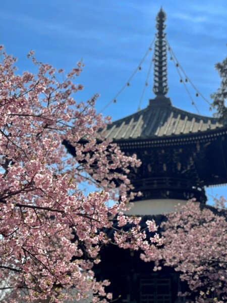 清凉寺の河津桜（多宝塔横）　見頃　2021年3月4日　撮影：MKタクシー