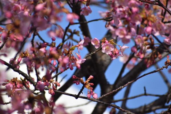 河津桜とヒヨドリ（鐘楼横）　五分咲き　2021年3月1日　撮影：MKタクシー