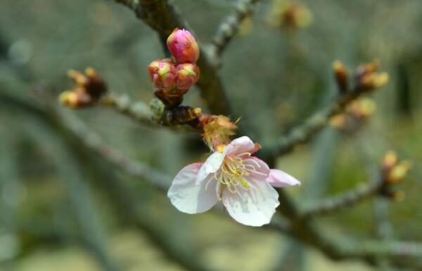 宇治市植物公園　咲きはじめ　2018年2月25日（平年2月24日相当）　撮影：MKタクシー