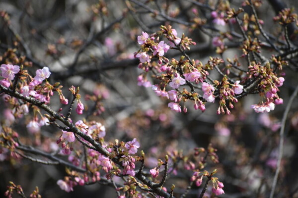 宇治市植物公園の河津桜　三分咲き　2021年2月21日　撮影：MKタクシー