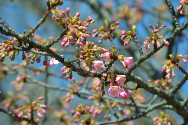宇治市植物公園　咲きはじめ　2018年3月10日（平年3月7日相当）　撮影：MKタクシー