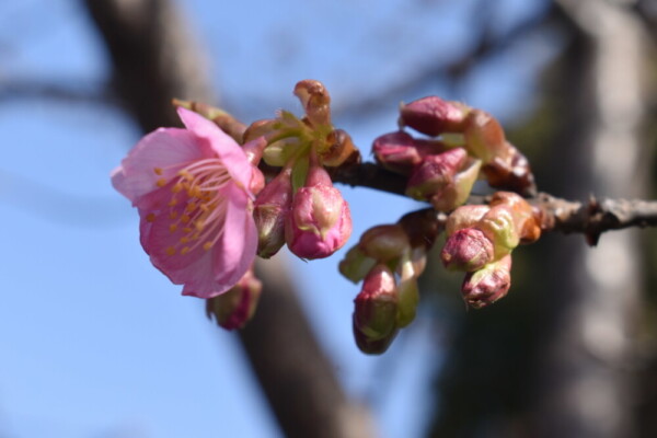 淀水路の早咲きの正月桜　2020年2月2日　撮影：MKタクシー