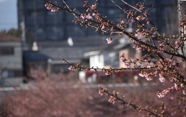 河津桜と京阪8000系　2021年2月21日　撮影：MKタクシー