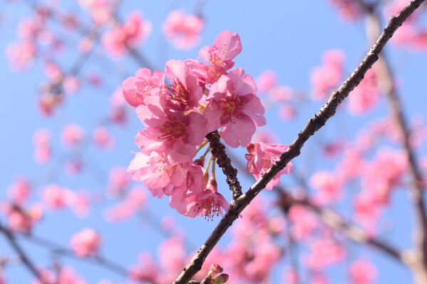 淀水路の早咲きの正月桜　五分咲き　2021年1月31日　撮影：MKタクシー