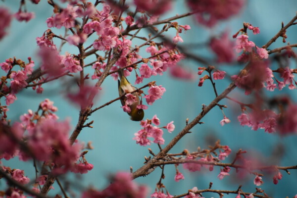 淀水路の早咲きの正月桜 見頃 2021年2月11日 撮影:MKタクシー