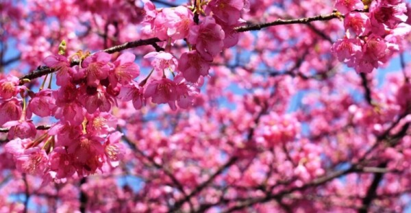 淀水路の河津桜　咲きはじめ　2019年2月23日（平年2月28日相当）　撮影：MKタクシー