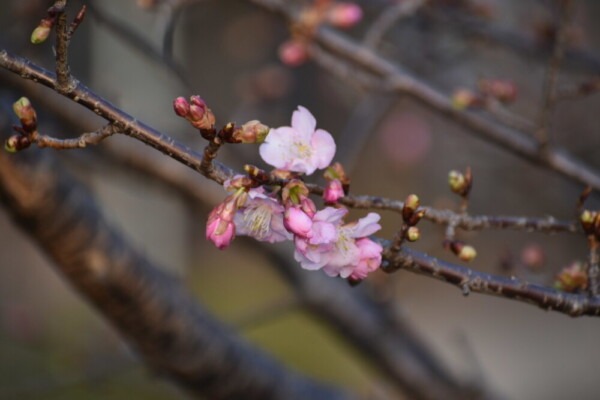 淀城　咲きはじめ　2021年2月11日　撮影：MKタクシー