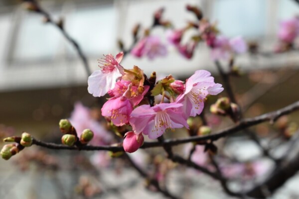 與杼神社の河津桜　咲きはじめ　2021年2月7日　撮影：MKタクシー