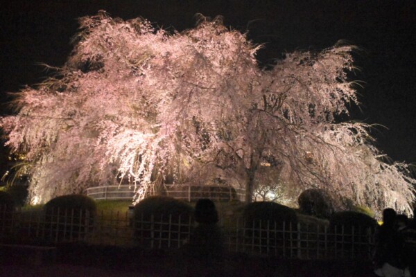 祇園枝垂桜のライトアップ　見頃　2022年3月28日　撮影：MKタクシー
