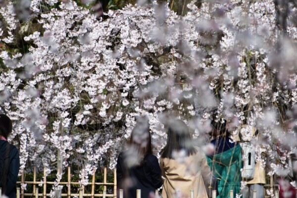 京都御苑・近衛邸跡の糸桜（枝垂桜）　見頃　2021年3月17日　撮影：MKタクシー
