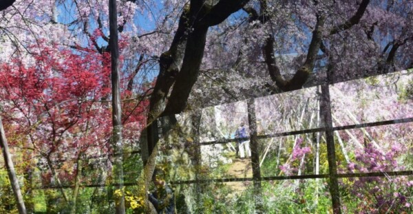 八重紅枝垂桜　見頃　2019年4月18日（平年4月17日相当）　撮影：MKタクシー