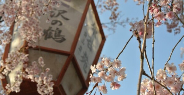 八重紅枝垂桜　見頃　2013年4月13日（平年4月19日相当）　撮影：MKタクシー