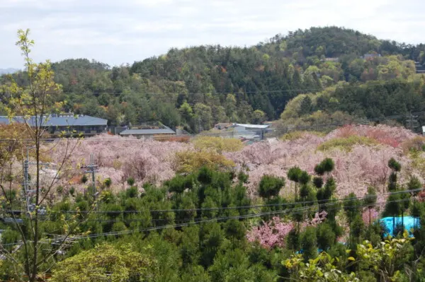 京都の隠れた桜の楽園 原谷苑 は遅咲きの八重紅枝垂桜が降り注ぐよう Mkメディア
