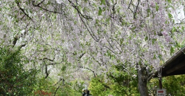 八重紅枝垂桜　散りはじめ　2019年4月28日（平年4月27日相当）　撮影：MKタクシー