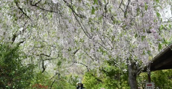 京都の隠れた桜の楽園 原谷苑 は遅咲きの八重紅枝垂桜が降り注ぐよう Mkメディア