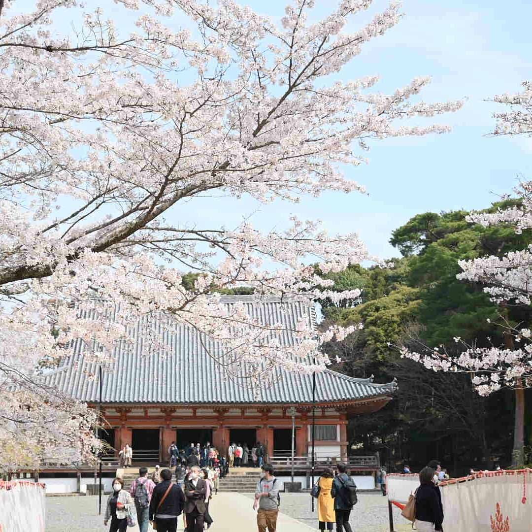 醍醐寺の金堂とソメイヨシノ　見頃　2021年3月27日　撮影：MKタクシー