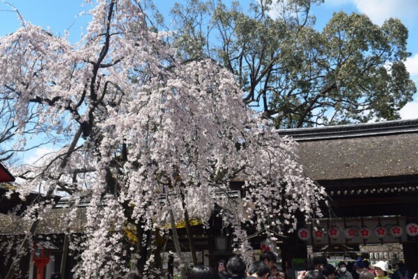 60品種が咲き乱れる京都随一の桜の名所 平野神社 の美しく珍しい桜 Mkメディア