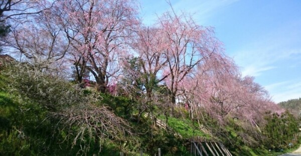 八重紅枝垂桜　咲きはじめ　2019年4月5日（平年4月6日相当）　撮影：MKタクシー