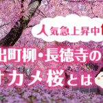 京都・出町柳の長徳寺で人気急上昇中の早咲きの桜であるオカメ桜とは