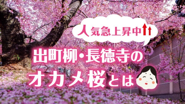 京都・出町柳の長徳寺で人気急上昇中の早咲きの桜であるオカメ桜とは