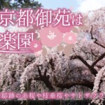 京都御苑は「近衛邸跡の糸桜」や「京都御所の左近の桜」など歴史ある桜の名所