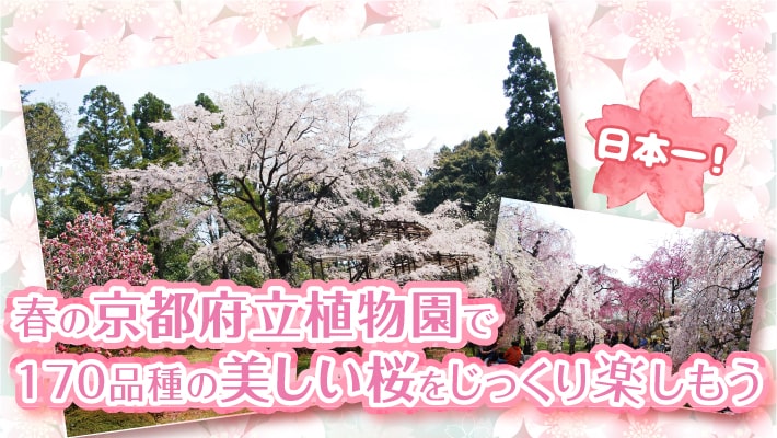 日本一 春の京都府立植物園で170品種の美しい桜をじっくり楽しもう Mkメディア